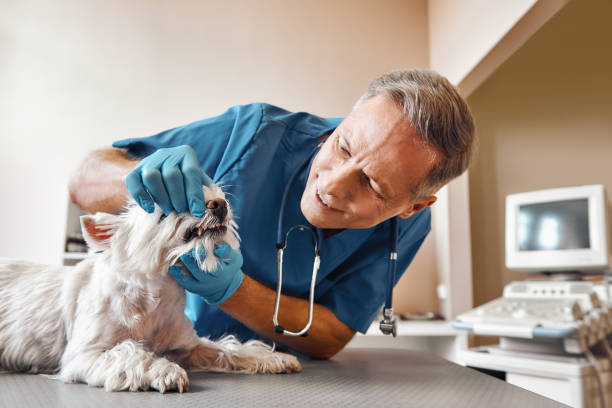Best Dental Emergency Near Me  in Parkers Prairie, MN